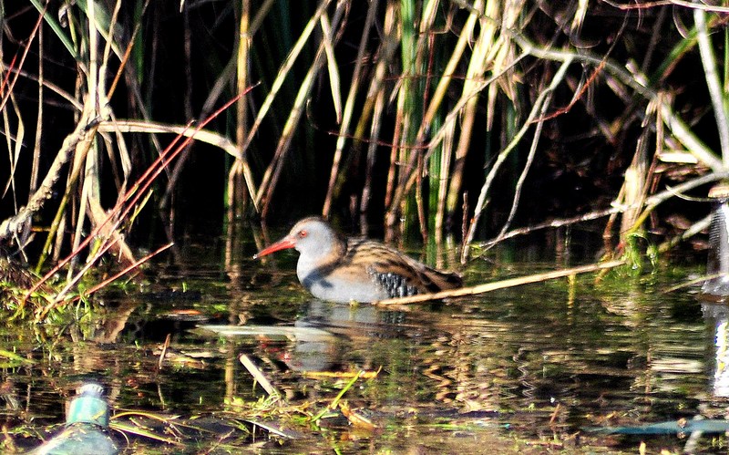 Rallus aquaticus